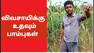 பாம்புகள் விவசாயிகளின் உற்ற நண்பன். | SAVE SNAKES |