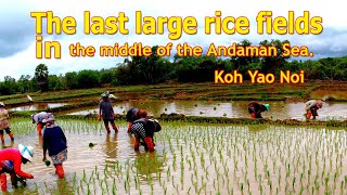 Koh Yao Noi  last large rice fields in Phang Nga.  นาข้าวเกาะยาว นาผืนสุดท้ายกลางทะเล อ่าวพังงา.