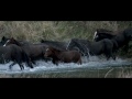 heliops herding wild horses by helicopter