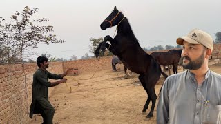 Sultan Or Qasim Ka Piyar Vachere Ka Dance