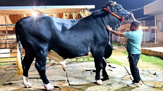 Giant Holstein Friesian