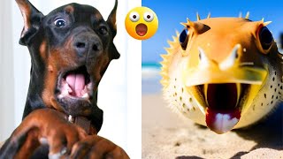 Funny Animal Videos 2023 - Comedy Voiceover! #12😹🐶🤣