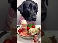 #dog #eatingshow #eatingsounds #eating #viralvideo #trending #shorts