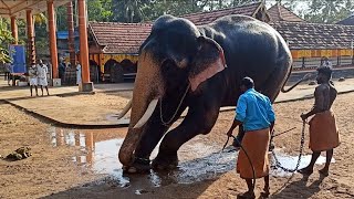 കുട്ടി ആനയെ കണ്ടുപെടിച്ചു ചോപ്പിസ് കുട്ടിശാങ്കരൻ choppis Kuttishangaran   #elephant Vypin Vlogger