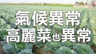 高麗菜變難吃了？