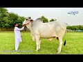 pakistan ka sub se oncha sibi bhagnari bull and pure american brahmans cows ka best breeding farm