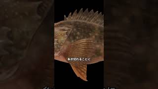 魚をバラさないためのドラグ調整方法　#shorts #ドラグ調整#リール