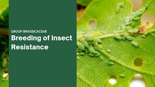 Breeding for Insect Resistance