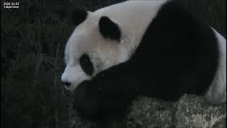 Panda Yuan Zai get off work 2022-12-26