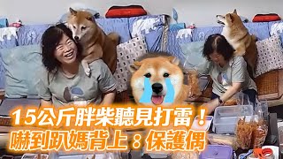 15KG胖柴犬聽見打雷聲嚇到趴媽背上：保護偶QQ｜怕打雷｜膽小狗｜精選影片