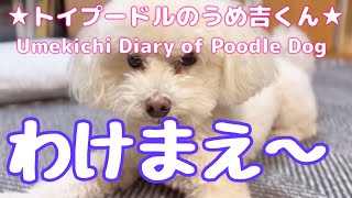 わけまえ〜 ★トイプードルのうめ吉くん(1468日目)★Umekichi Diary of Poodle Dog