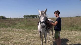 Vajdasági Futam - kishuszár  Adorján