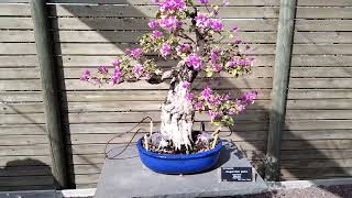 Bonsai