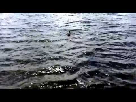 How To Wash Mud Off Paws Easily With Salty Water How To Wash Mud Off Paws Easily With Salty Water