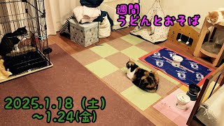 「籠城する猫」「盗み食いする猫」「ずんだちゃんの正体」などの動画を７分くらいでまとめました。