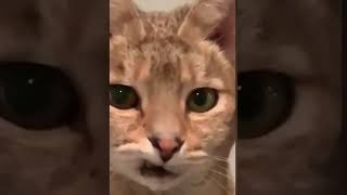 快被这些小家伙笑死了 宠物 猫狗 搞笑  #004