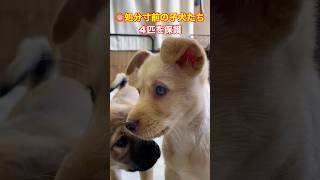 【拡散希望❗️●処分寸前の子犬たち4匹を保護‼️】こんなに人懐っこくて可愛いのに里親様が見つからず長崎から愛知までやって来ました😢　#子犬 #野良犬 #保護犬