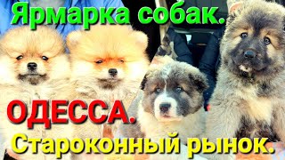 Ярмарка собак. Собачий рынок Одесса. Староконный базар. Одесса сегодня. Щенки. Продажа. #зоотроп