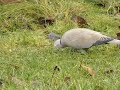 hrdlička zahradní streptopelia decaocto hrdlička poľná european turtle dove turteltaube