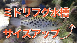 ミドリフグの海水水槽を拡張しました【海水魚水槽】