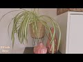 diy boho planter vyrobte si boho obal na květináč