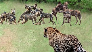 OMG! Leopard Went Hunting Alone And Attacked Hungry Wild Dogs, The Tragic Ending Happened!