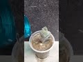 kalanchoe fedtschenkoi plant cutting propagate in sand