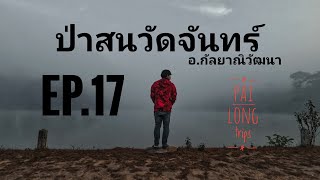 ป่าสนวัดจันทร์ อ.กัลยาณิวัฒนา EP.17  l Solo Camping l Solo Road Trip