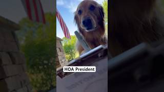 My dog became HOA President! #dog #goldenretriever