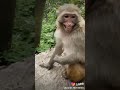 Tik tok monkey laughing😂🤣😅