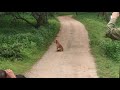 jhalana leopard safari park jaipur