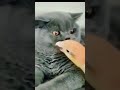 bird pulling cat whiskers shorts