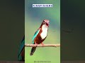 meet the kingfisher’s 🐦 nature’s dazzling fisherman nature wildlife birds shortvideo