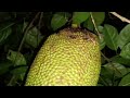 ខ្នុរសាច់ល្អ ផ្អែមឆ្ងាញ់ fruit