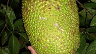 ខ្នុរសាច់ល្អ ផ្អែមឆ្ងាញ់ #fruit