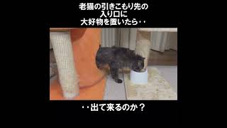 老猫の引きこもり先の入り口に大好物を置いてみた･･結果。 #初老夫婦とねこ #保護猫 #老猫 #shorts