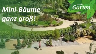 Minibäume für Garten und Kübel | MDR Garten