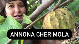 Annona Cherimola Fruits Growing In São Miguel