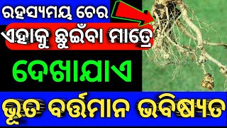 ରହସ୍ୟମୟ ଚେର-ଏହାକୁ ଛୁଇଁବା ମାତ୍ରେ ଦେଖାଯାଏ ଭୂତ ବର୍ତ୍ତମାନ ଭବିଷ୍ୟତ | Wonderful Plants Tantra Mantra Tips