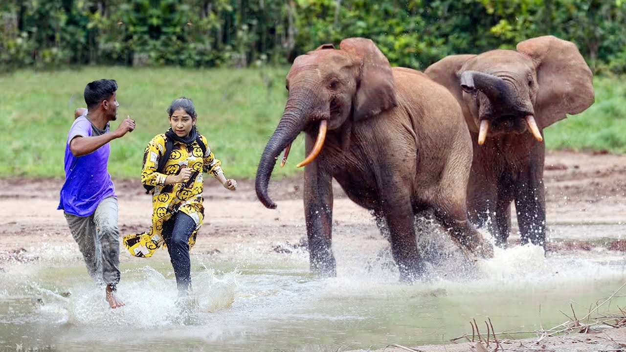 Elephant Attack In Kerala | Fun Made Wild Elephants Charge And ...