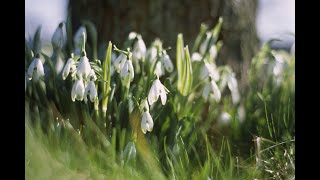 Snowdrops at Kingston Lacy