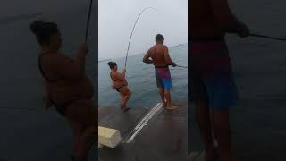 maki dog Akule fishing kona pier