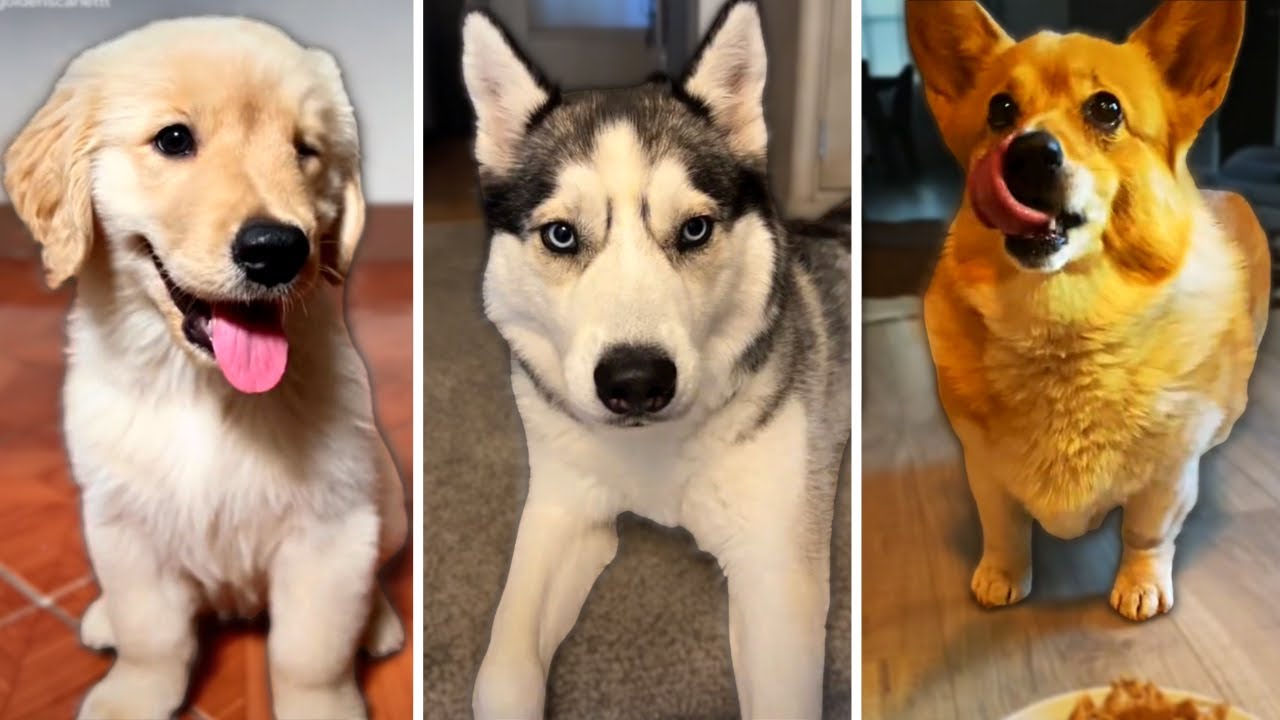 A Must Watch For All Dog Lovers рџђ Youtube
