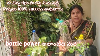 చిన్న tips పాటిస్తే మీరు పెట్టిన కొమ్మలు  100%  success అయినట్టే. #reuseplasticbottles.