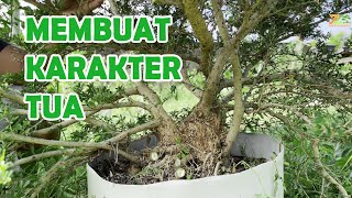 PROGRAMAN SAENG SIMBUR DI KEBUN