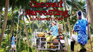 วิธีการเก็บมะพร้าว Harvesting coconuts in my home town.