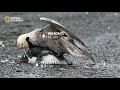 gentoo penguin protecting his baby from giant petrel｜national geographic