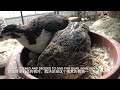 broody quail in winter part i week 1 冬季抱窝鹌鹑 第一周