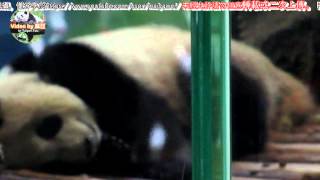 20150418圓仔夢中做抹茶霜淇淋 The Giant Panda Yuan Zai