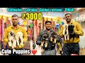 Cheapest Dog Market in Kanpur | Labrador Puppy | Rottweiler | All dog Breed American bully